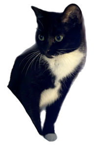 cat-service2